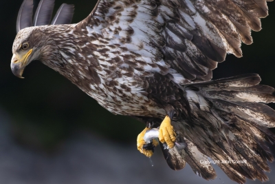 Bald-Eagle;Eagle;Fish;Flying-Bird;Haliaeetus-leucocephalus;Photography;Prey;acti